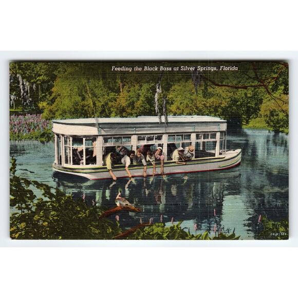 Vintage Linen Postcard Feeding Black Bass Silver Springs Florida 1940s - Picture 1 of 2